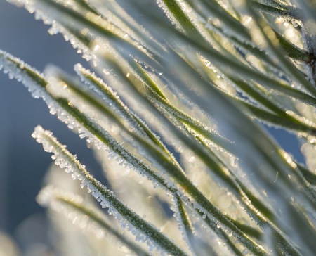 Close up of plants with frost. Natural macro background.の写真素材