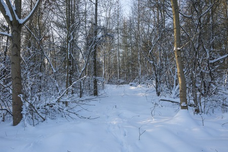Winter forest landscape. Forest photogrpahed in sunny day with snow in january.の写真素材