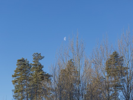 Moon on blue sky background. Landscape with forest and moon and blue sky.の写真素材