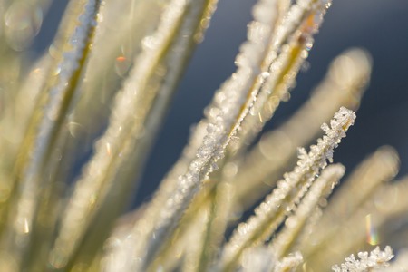 Close up of plants with frost. Natural macro background.の写真素材