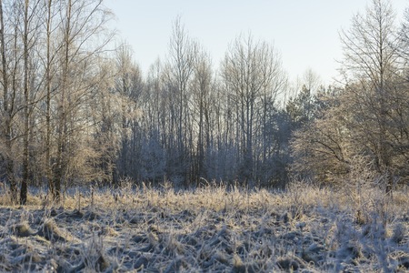 Winter morning with frosted plants. Beautiful polish countryside in winter.の写真素材