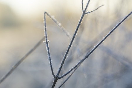 Close up of plants with frost. Natural macro background.の写真素材