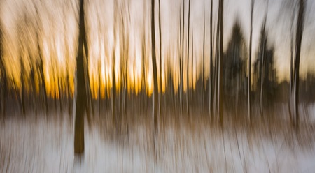 Abstract forest photographed on long exposure. Beautiful fineart landscape.の写真素材