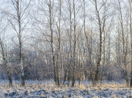 Winter morning with frosted plants. Beautiful polish countryside in winter.の写真素材