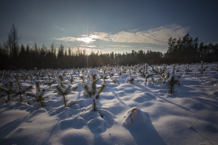 Winter landscape at beautiful sunny evening. Tranquil winter scene.の写真素材