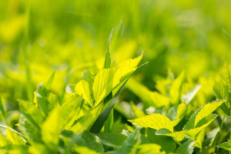 Green spring leaves in close up. Spring background with green leaves of grass.の写真素材