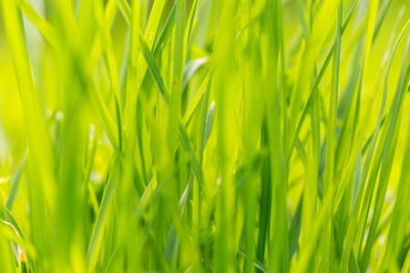 Green spring grass in close up. Spring background with green leaves of grass.の写真素材