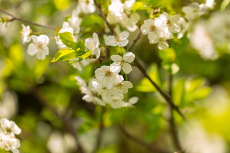 Blooming branches of cherry tree or gean tree. Close up of flowering branches in polish orchard.の写真素材