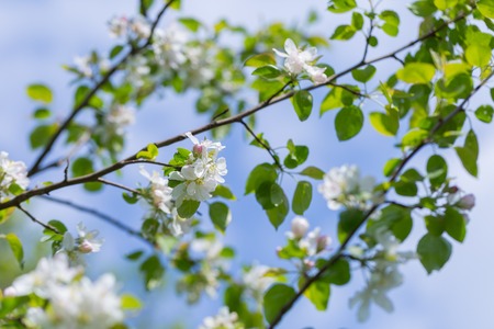 Bloooming apple tree branches. Spring orchard with close up of apple tree with flowers.の写真素材