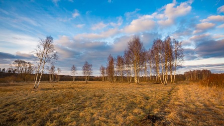 Early spring forest landscape. European forest after winter at sunny dayの写真素材