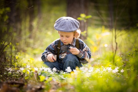 Small boy playing in spring forest, picking white anemone flowers.の写真素材