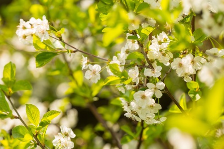 Blooming branches of cherry tree or gean tree. Close up of flowering branches in polish orchard.の写真素材