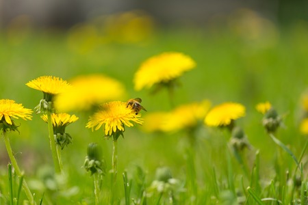 Yellow dandelions growing on spring meadow. Popular spring wild flower.の写真素材