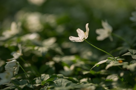 White anemone flowers blooming in springtime forest in Poland. Wild white flowers.の写真素材