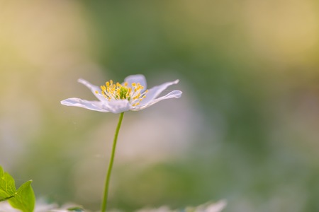 White anemone flowers blooming in springtime forest in Poland. Wild white flowers.