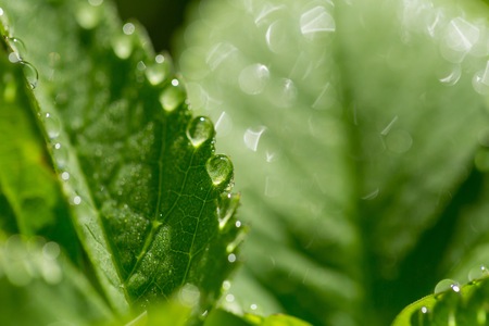 Water droplets on fresh green spring plant. Natural abstract macro.