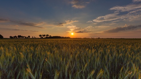 Beautiful sunset sky over ceral field in calm rural landscape. Polish landscapeの写真素材