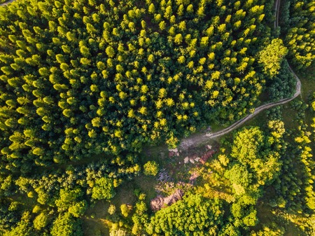 Aerial landscape with forest in sunset light. Beautiful drone landscape.