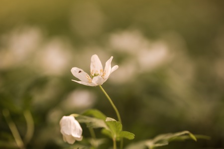 White anemone flowers blooming in springtime forest in Poland. Wild white flowers.の写真素材