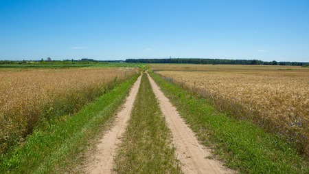Sandy road through fields in Poland. Summer fields.の写真素材