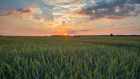 Beautiful sunset sky over ceral field in calm rural landscape. Polish landscapeの写真素材