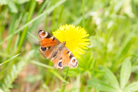 Beautiful spring butterfly sitting on plant on meadow in sunny day.の写真素材