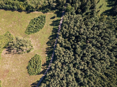 Forest seen from above. Drone landscape with European forest.の写真素材
