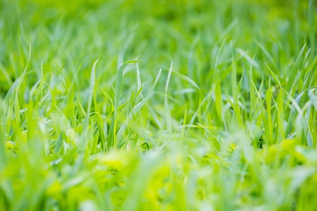 Green spring grass in close up. Spring background with green leaves of grass.の写真素材