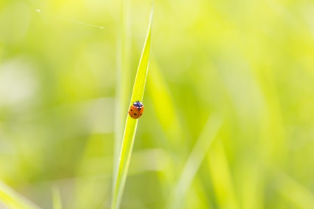 Ladybird walking on green plant in spring day. Close up of ladybug.の写真素材