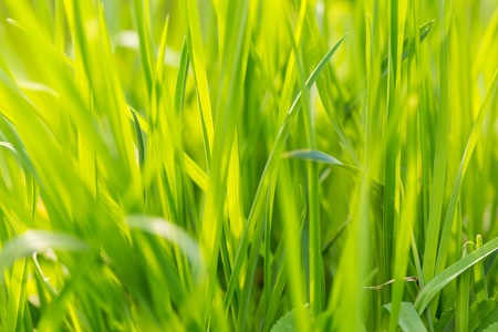 Green spring grass in close up. Spring background with green leaves of grass.の写真素材