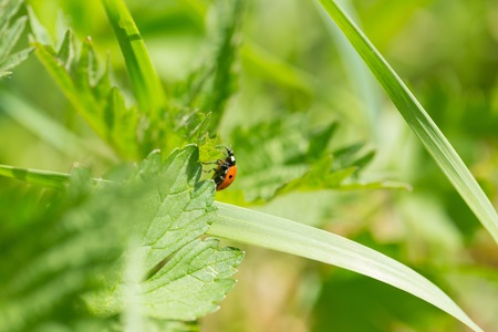 Ladybird walking on green plant in spring day. Close up of ladybug.
