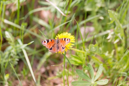 Beautiful spring butterfly sitting on plant on meadow in sunny day.の写真素材