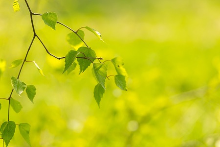 Young green leaves of birch tree on branch. Close up fresh of birch leaves in springtimeの写真素材