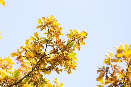 Colorful oak branch with leaves on blue sky background. Autumnal tree branch.