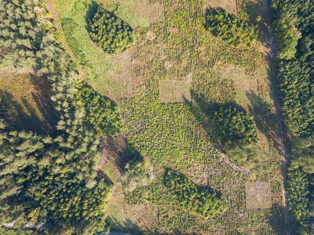 Wild forest landscape photographed from drone. Aerial view of european forest and meadows.の写真素材