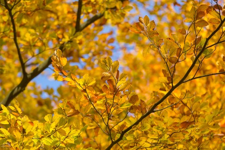 Beautiful golden beech leaves background. Autumnal tree branch.の写真素材