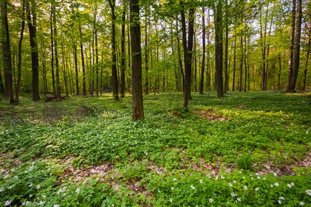 Spring forest landscape with blooming white anemones. Polish forest.の写真素材
