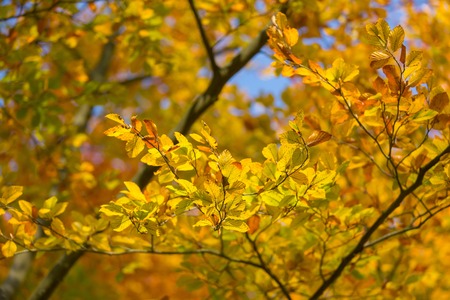 Beautiful golden beech leaves background. Autumnal tree branch.の写真素材