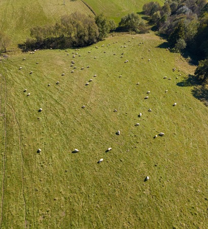 Aerial landscape with green meadow and sheeps grazing on grass. Animals on their pasture.の写真素材