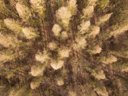 Top down aerial photo with golden larch trees at winter. Aerial landscape.の写真素材