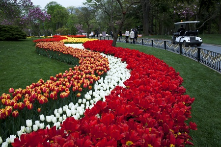 Road Of The Tulipsの写真素材