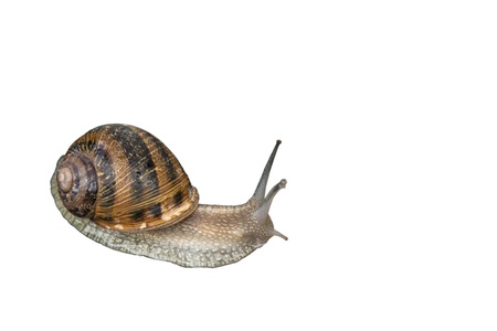 Snail isolated on white backgroundの写真素材