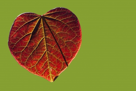 Red heart shaped leaf at a green isolated background.の写真素材