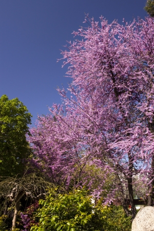 Redbud Treeの写真素材