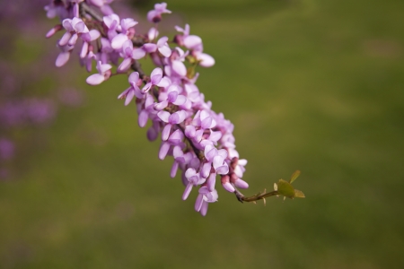 Flowers of a Redbud Tree の写真素材