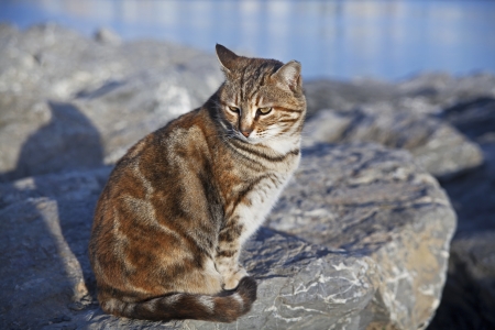 Cat at the rocks near the seaの写真素材