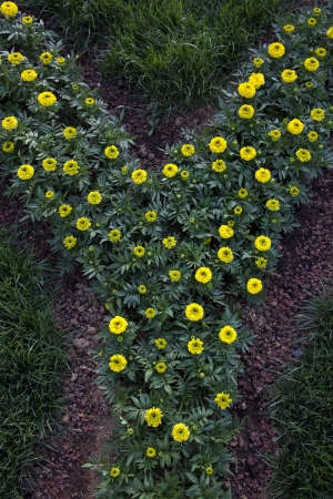Letter Y With Flowersの写真素材
