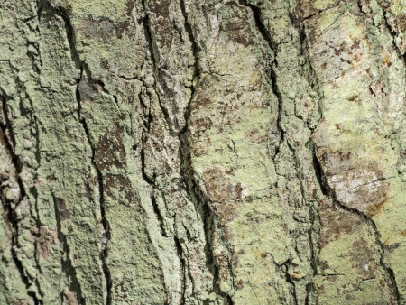Mossy Bark of Tree