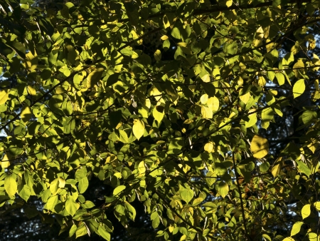 Green leaves background - Seriesの写真素材