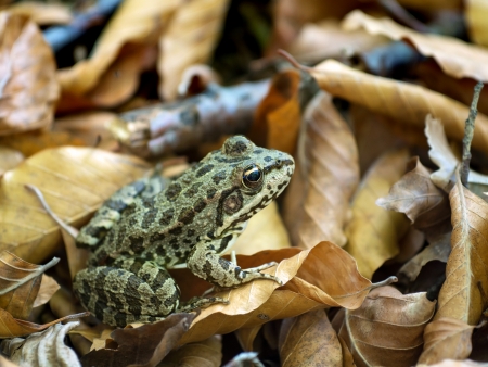 Green frog on the fall leaves sitting at the forest ground 